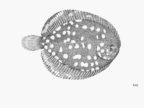 Achiridae image