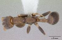 Image of Pseudomyrmex tenuissimus