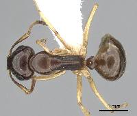 Image of Camponotus rectithorax
