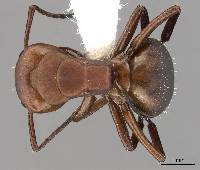 Image of Camponotus rectangularis