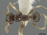 Image of Pheidole albipes