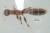 Image of Pseudomyrmex cognatus