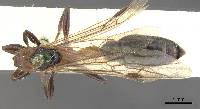 Image of Pseudomyrmex rufomedius