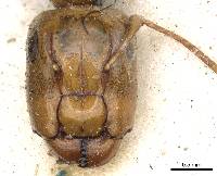 Image of Camponotus claviscapus