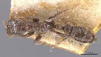 Image of Pseudomyrmex caeciliae