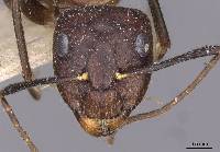Image of Camponotus guatemalensis