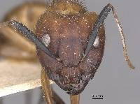 Image of Camponotus atriceps
