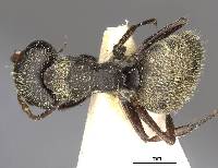Image of Camponotus peperi