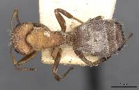 Image of Camponotus planatus