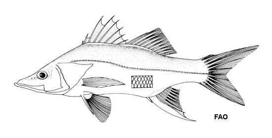 Centropomus ensiferus image