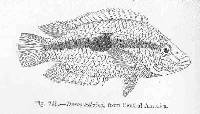 Image of Trichromis salvini