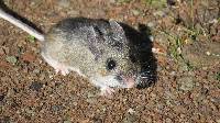 Image of Peromyscus levipes