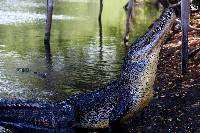 Image of Crocodylus acutus