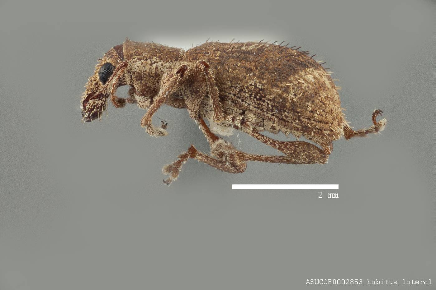 Anypotactus bicaudatus image
