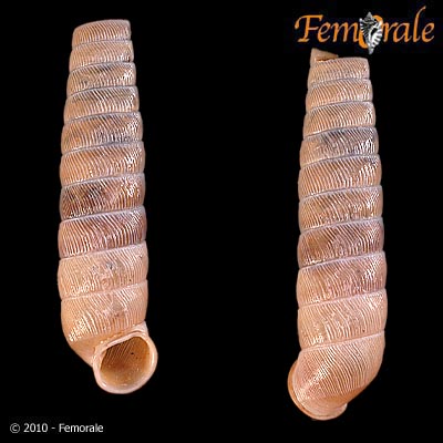 Eucalodiidae image