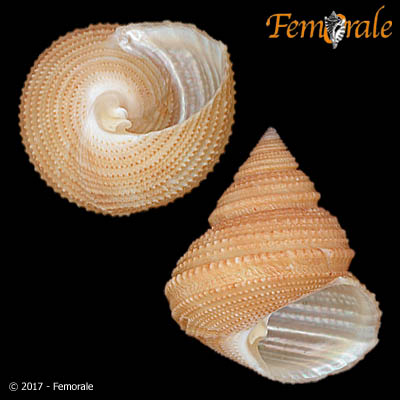 Eucyclidae image