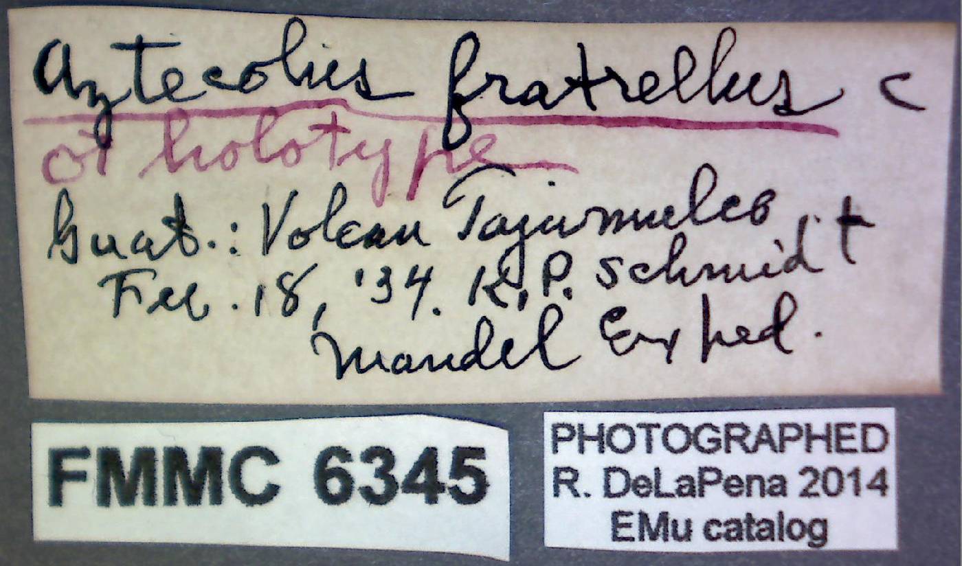 Aztecolus fratrellus image