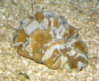 Image of Manicina areolata