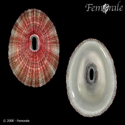 Fissurella longifissa image