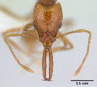Image of Acanthognathus ocellatus