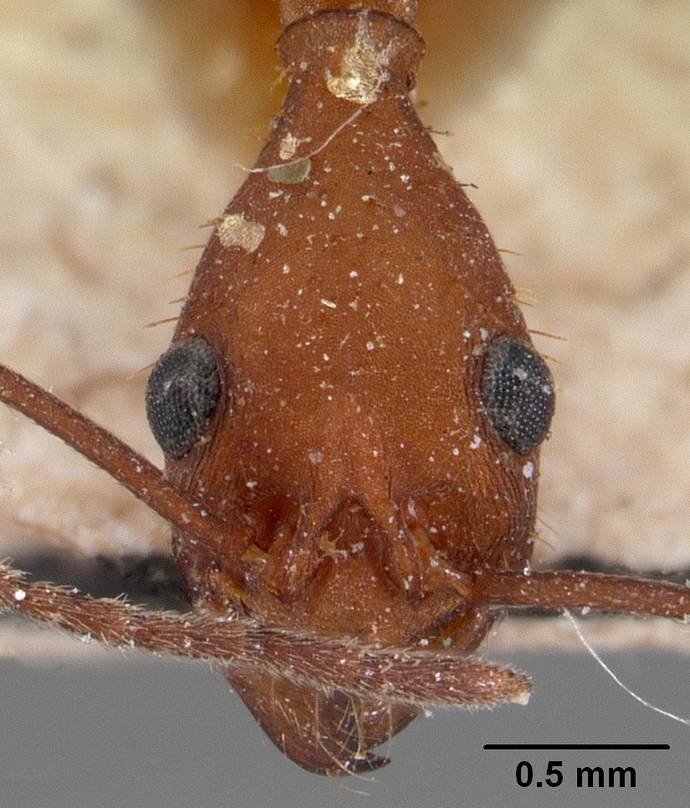 Aphaenogaster araneoides image