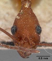 Image of Aphaenogaster araneoides