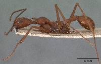 Aphaenogaster araneoides image