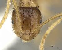 Brachymyrmex cavernicola image