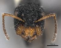 Camponotus abscisus image