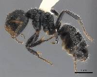 Camponotus abscisus image
