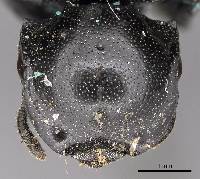 Image of Cephalotes basalis