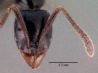 Image of Hypoponera nitidula