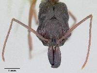Image of Odontomachus bauri