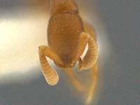 Probolomyrmex petiolatus image