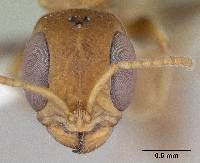 Image of Pseudomyrmex boopis