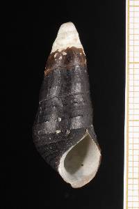 Pachychilus lacustris image