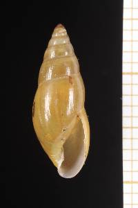 Image of Streptostyla sargi