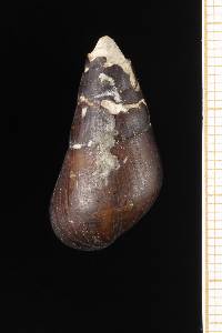 Image of Pachychilus corvinus