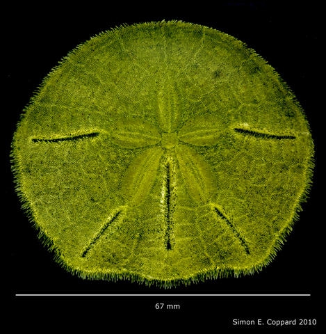 Lanthonia longifissa image