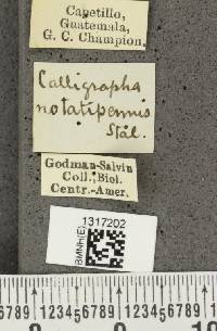 Calligrapha labyrinthica image