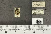 Calligrapha pantherina image