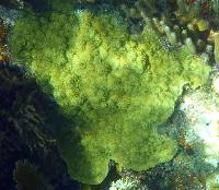 Image of Porites astreoides