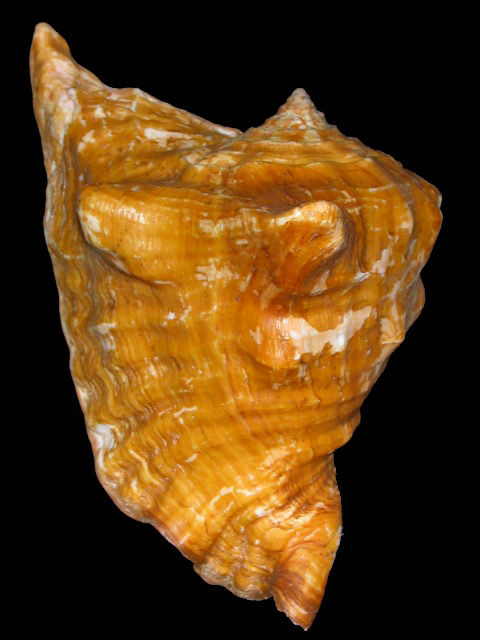 Lobatus peruvianus image
