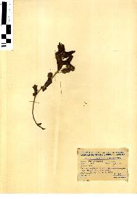 Image of Acalypha alopecuroidea