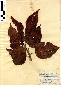 Acalypha wilkesiana image