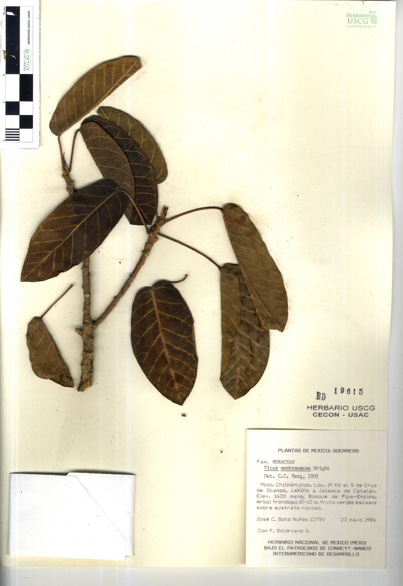 Ficus membranacea image