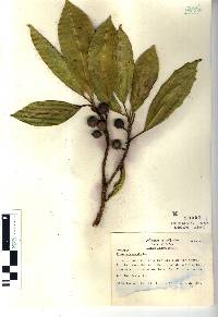Ficus yoponensis image