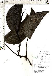 Image of Monstera acuminata