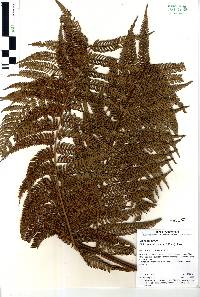 Dicksonia sellowiana image