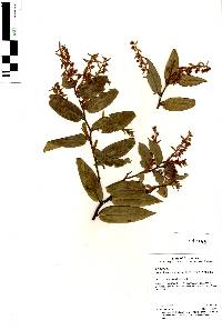 Leucothoe pinetorum image